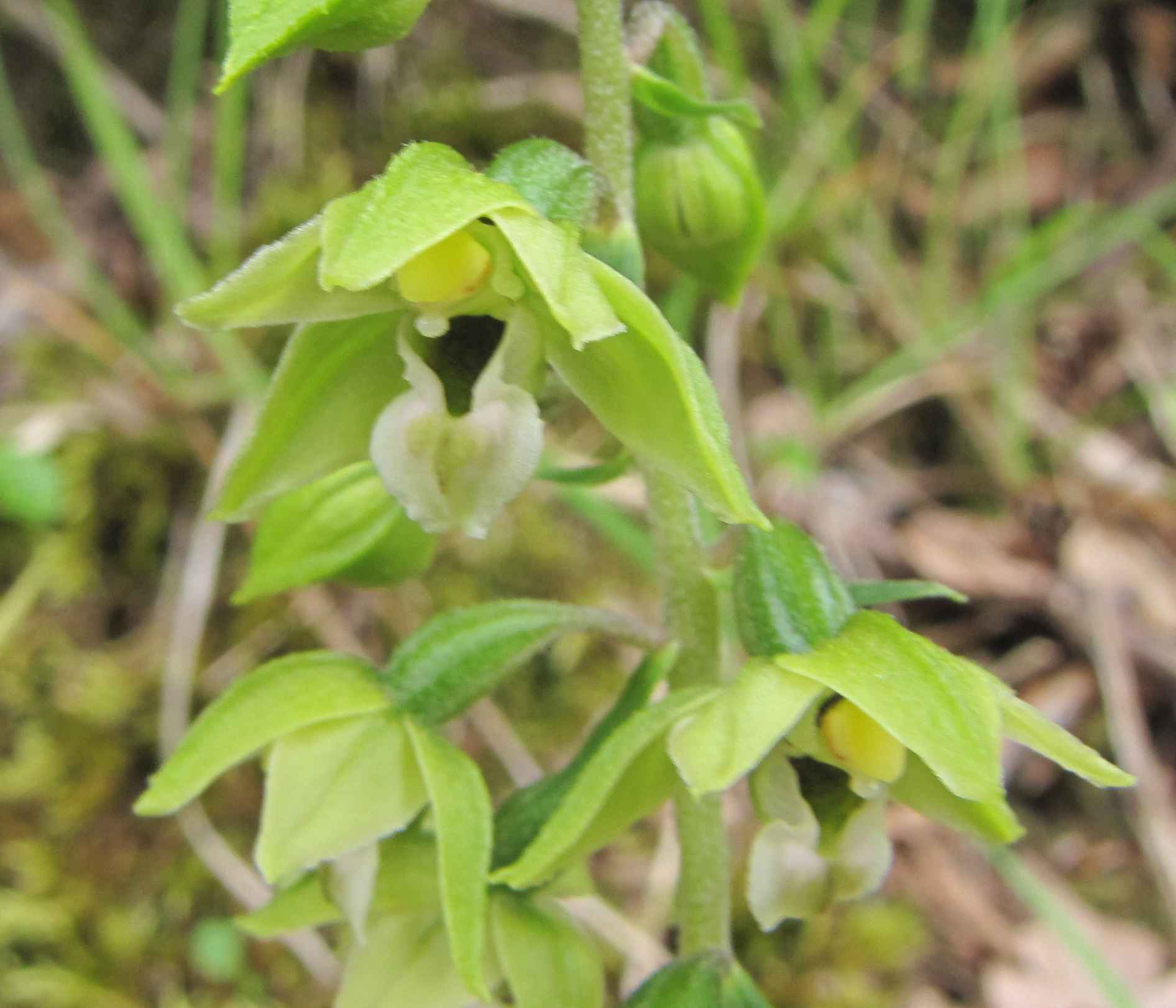 epipactis simbruini